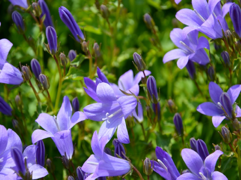 Hängepolster Glockenblume - Campanula poscharskyana