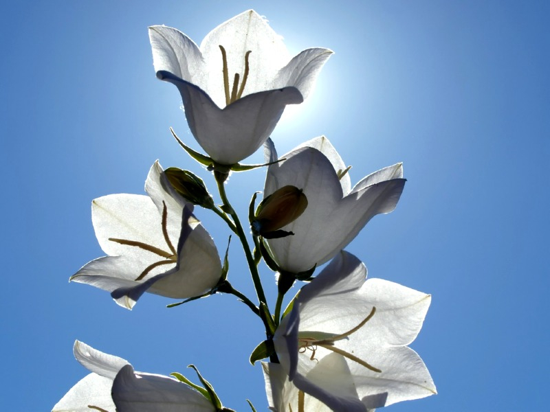 Weiße Pfirsichblättrige Glockenblume - Campanula persicifolia 'Alba'