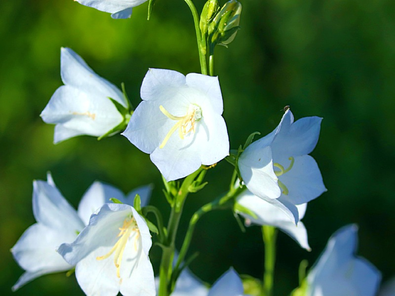 Weiße Pfirsichblättrige Glockenblume - Campanula persicifolia 'Alba'
