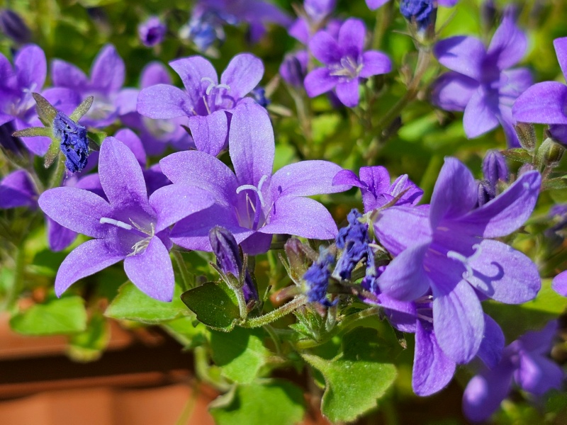 Hängepolster Glockenblume - Campanula poscharskyana