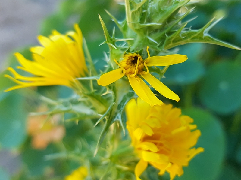 Spanische Golddistel - Scolymus hispanicus