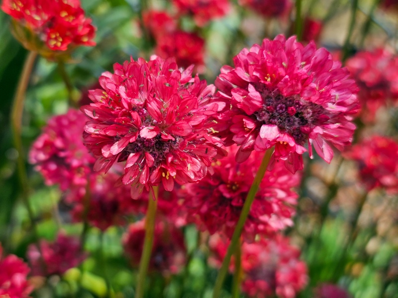 Wegerich-Grasnelke - Armeria pseudarmeria 'Joystick Red'