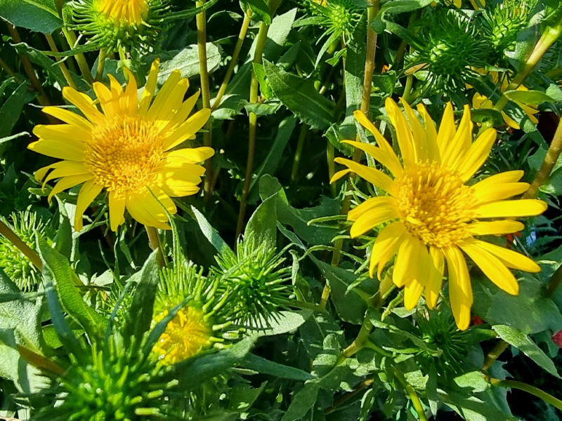 Gummikraut - Grindelia robusta