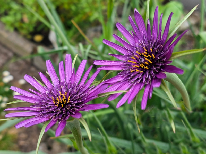 Purpur Haferwurzel - Tragopogon porrifolius