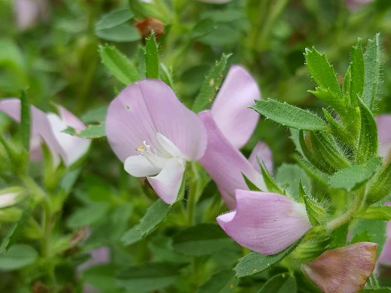 Hauhecheln - Ononis spinosa