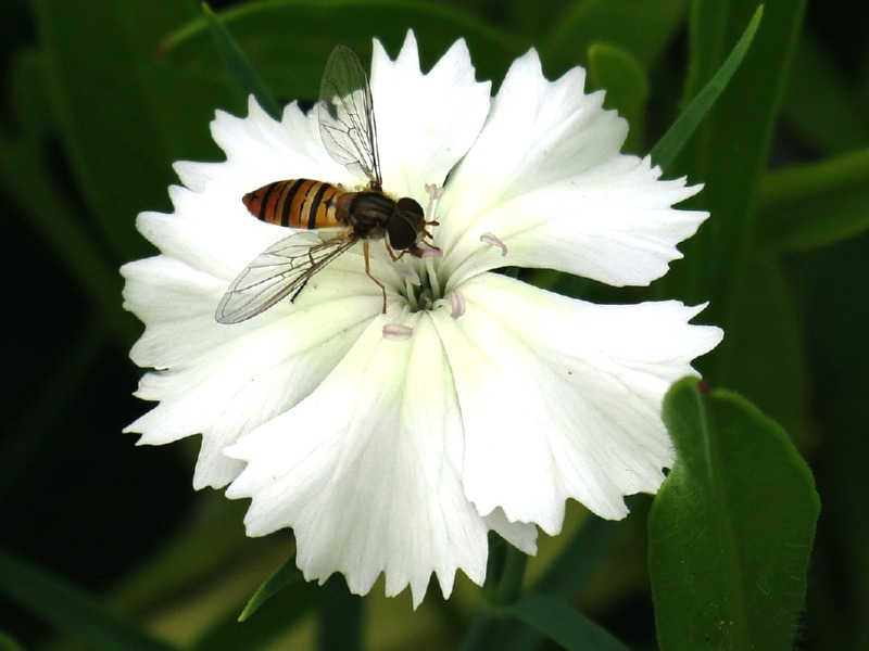 Heidenelke 'Albus' - Dianthus deltoides