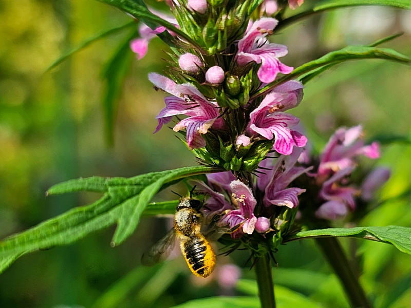 Leonurus cardiaca - Herzgespann