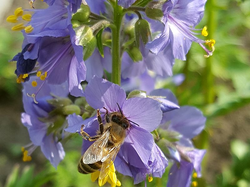 Jakobsleiter - Polemonium caeruleum