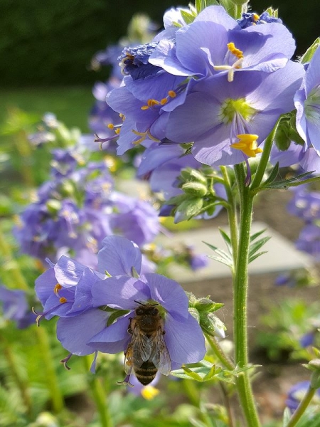 Jakobsleiter - Polemonium caeruleum