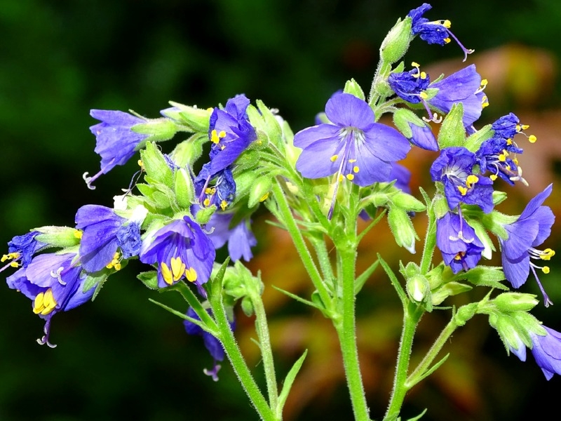 Jakobsleiter - Polemonium caeruleum