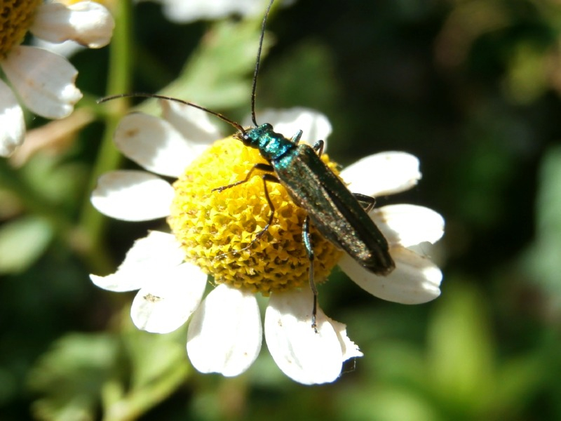 Echte Kamille - Matricaria recutita