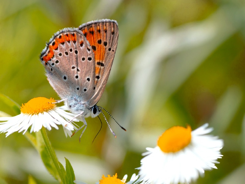 Teppichkamille - Anthemis nobilis