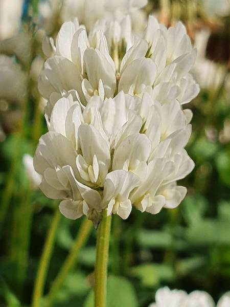 Blassgelber Klee - Trifolium ochroleucon