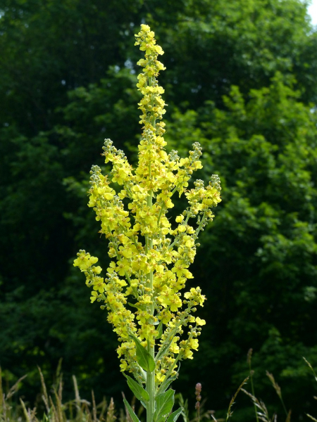 Saatgut Kandelaber Königskerze - Verbascum olympicum