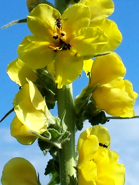 Saatgut Großblütige Königskerze - Verbascum densiflorum