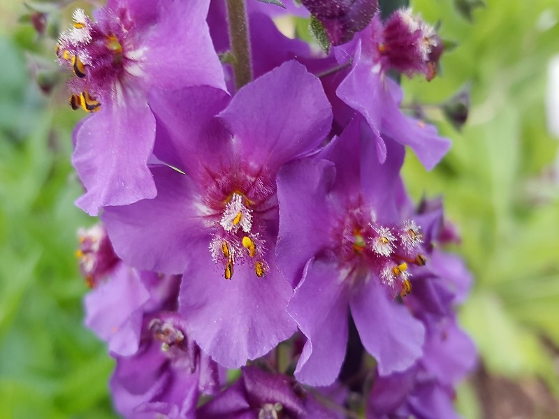 Purpur Königskerze 'Violetta' - Verbascum phoeniceum 'Violetta'