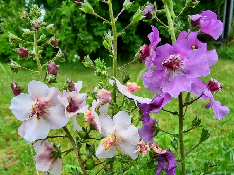 Königskerze 'Violetta Rose' - Verbascum phoeniceum 'Violetta Rose'