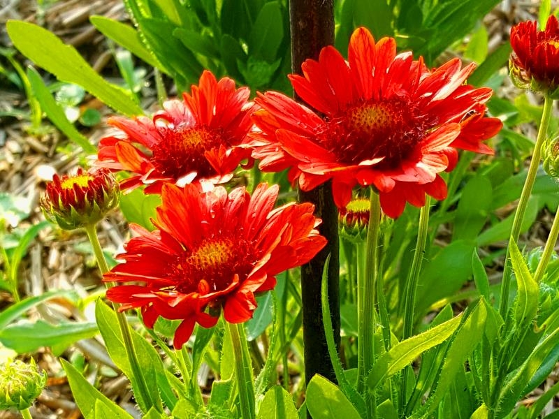 Kokardenblume rot - Gaillardia aristata