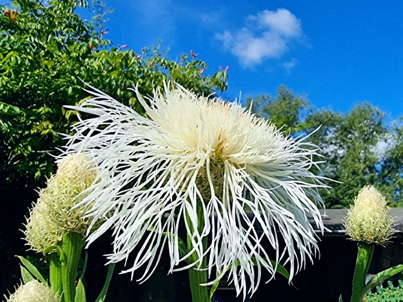 Saatgut Kornblume America - Centaurea americana "White Bride"