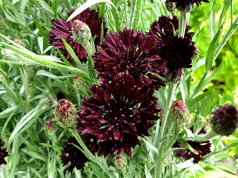 Kornblume Schwarz - Centaurea cyanus 'Black'