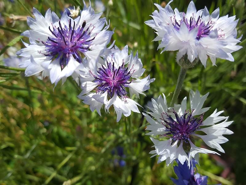 Blau Weißer Kornblumen MIX - Centaurea cyanus