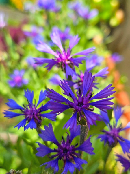 Kornblume - Centaurea cyanoides 'Blue Carpet'
