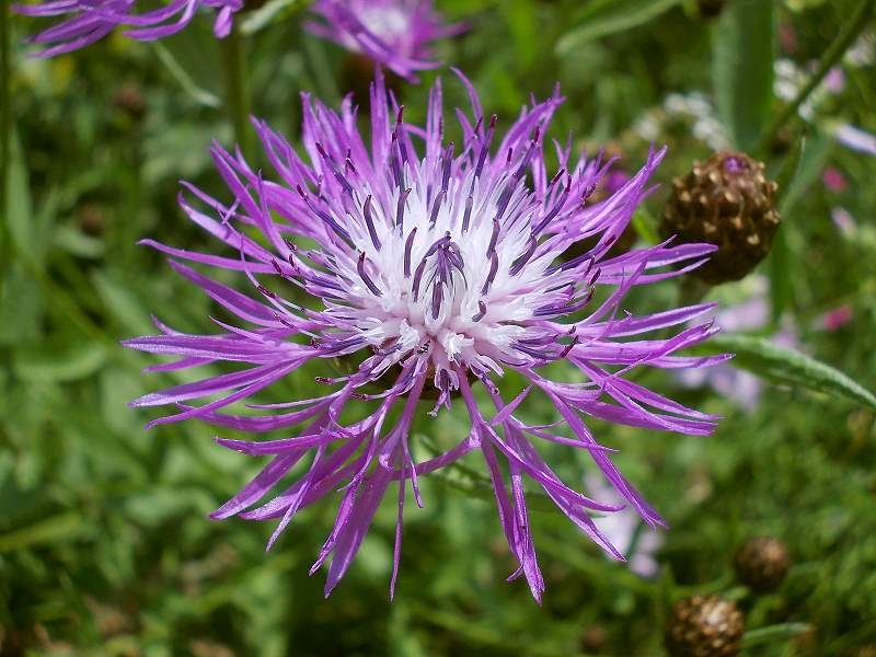 Kaukasus-Flockenblume - Centaurea dealbata