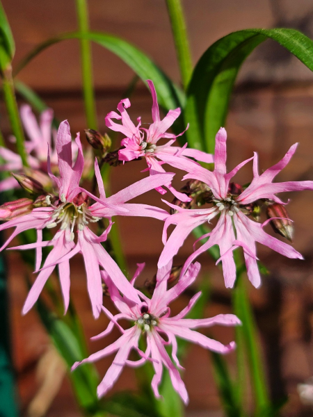 Kuckucks Lichtnelke - Lychnis flos-cuculi