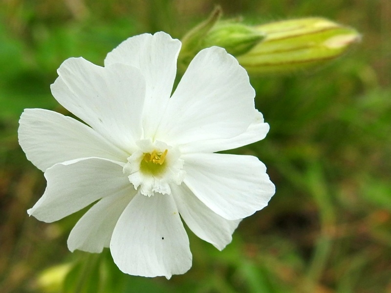 Saatgut Weiße Vexiernelke - Lychnis (syn. Silene) coronaria 'Alba'