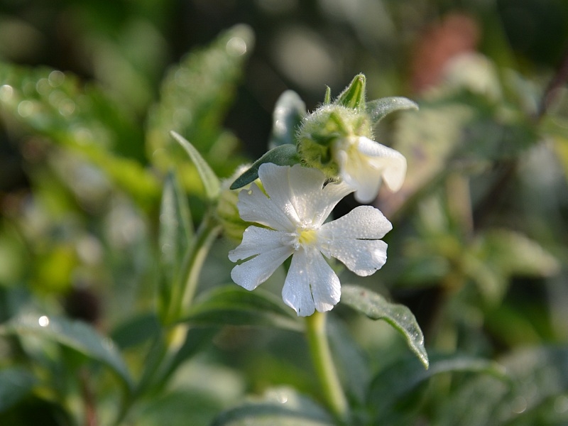 Saatgut Weiße Vexiernelke - Lychnis (syn. Silene) coronaria 'Alba'
