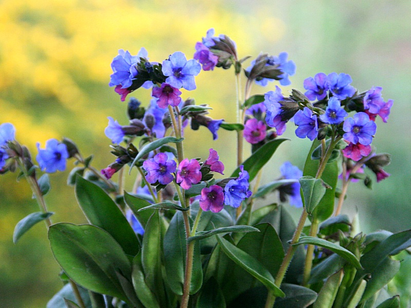 Gefleckte Lungenkraut - Pulmonaria officinalis