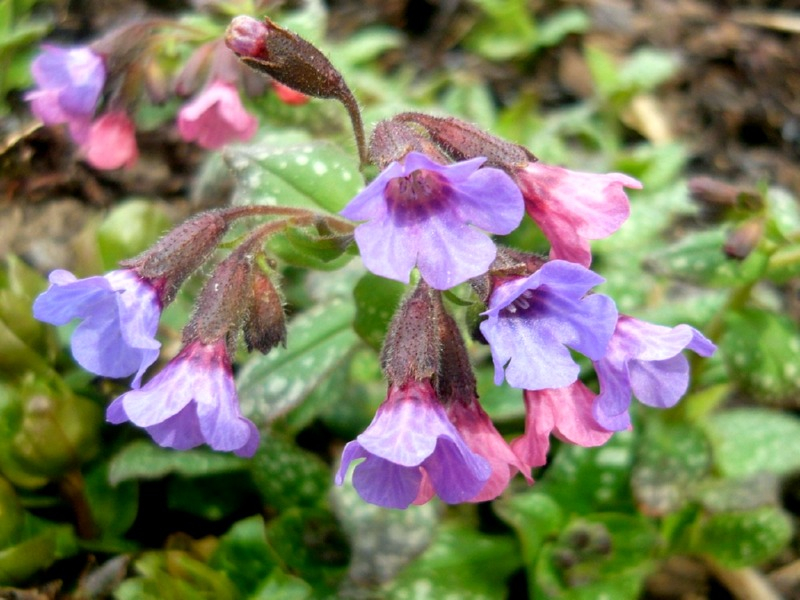 Gefleckte Lungenkraut - Pulmonaria officinalis