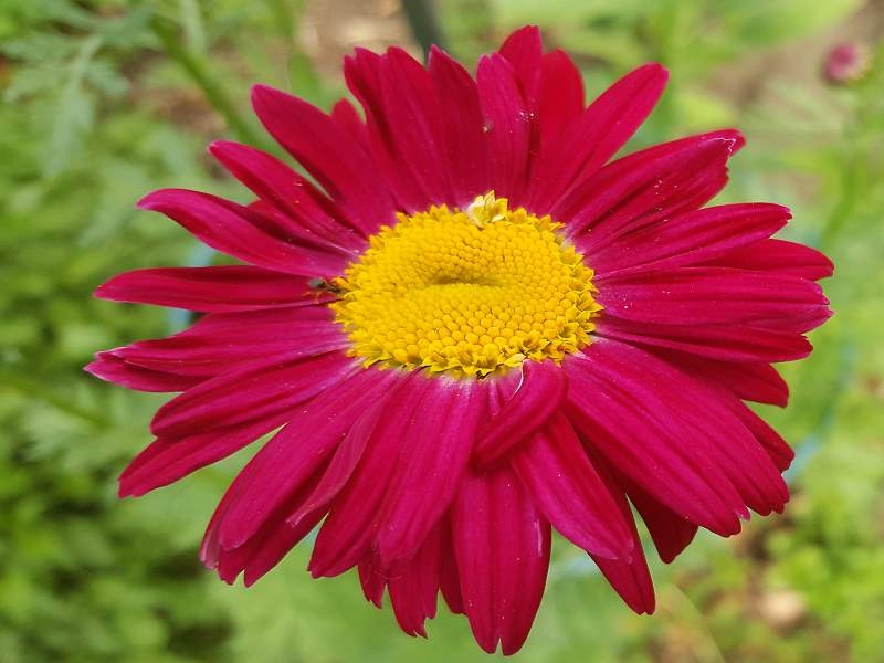Rote Margerite - Tanacetum coccineum 'Robinsons Rot'