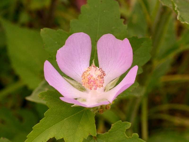 Kankakee-Malve - Iliamna remota