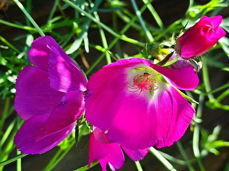 Mohnmalve - Callirhoe involucrata