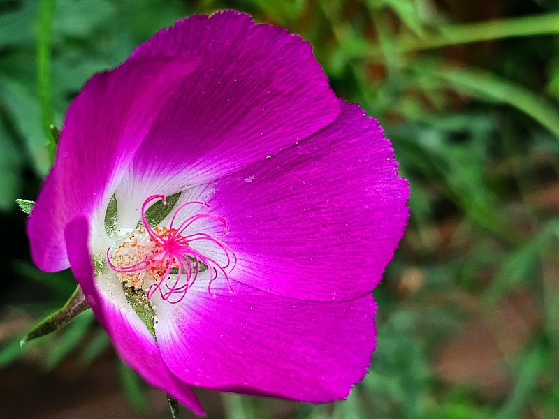 Mohnmalve - Callirhoe involucrata