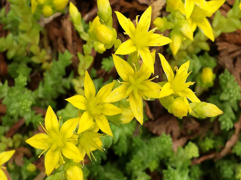 Scharfer Mauerpfeffer Gelb - Sedum Acre