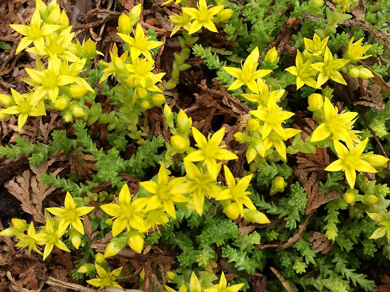 Scharfer Mauerpfeffer Gelb - Sedum Acre