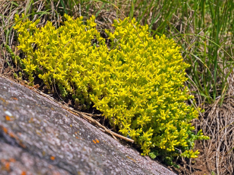 Scharfer Mauerpfeffer Gelb - Sedum Acre