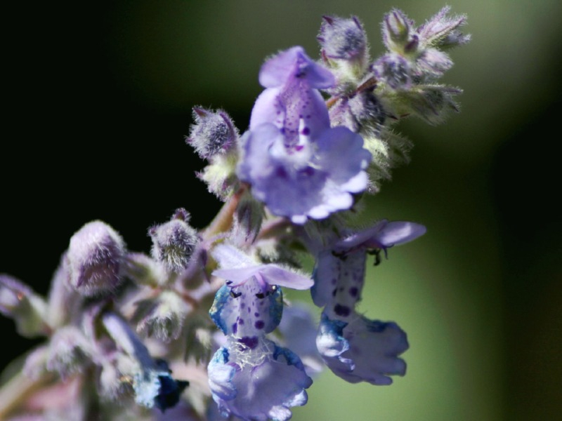 Blaue Katzenminze - Nepeta x faassenii