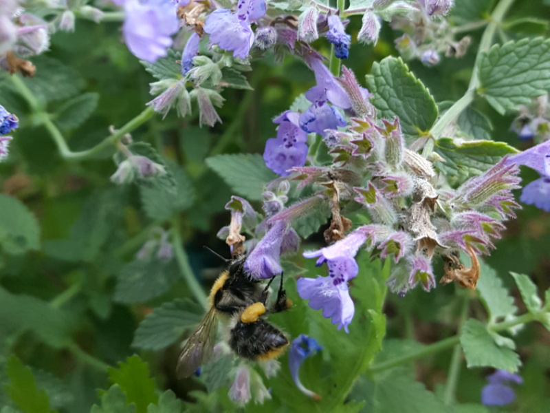 Blaue Katzenminze - Nepeta x faassenii