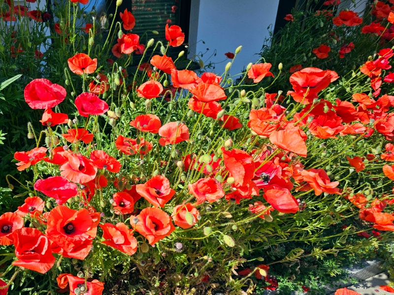 Klatschmohn - Papaver rhoeas