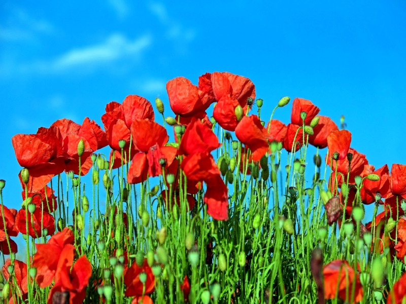 Klatschmohn - Papaver rhoeas