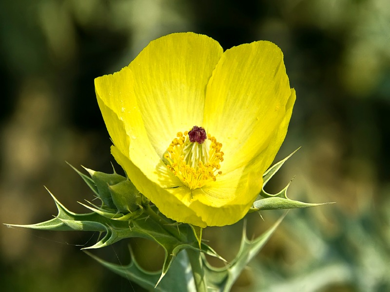 Stachelmohn - Argemone mexicana