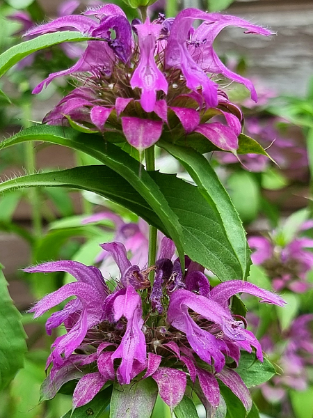 Zitronen Monarde - Monarda citriodora