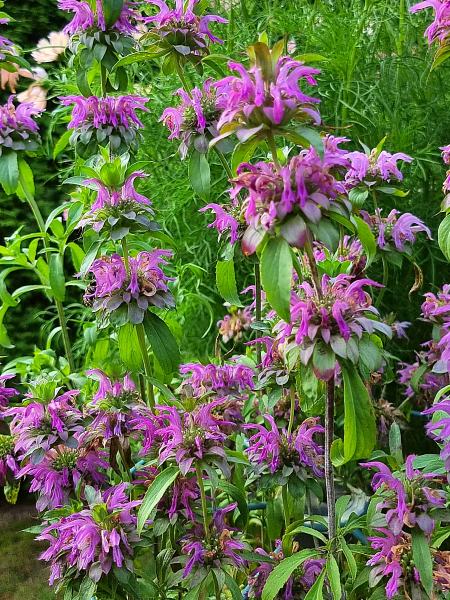 Zitronen Monarde - Monarda citriodora