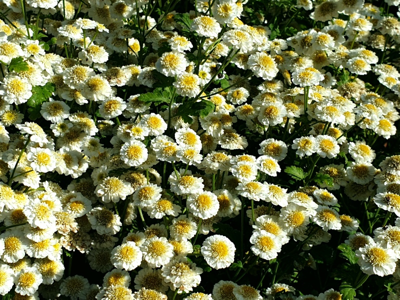 Gefülltes Mutterkraut - Tanacetum parthenium 'Pleniflorus'
