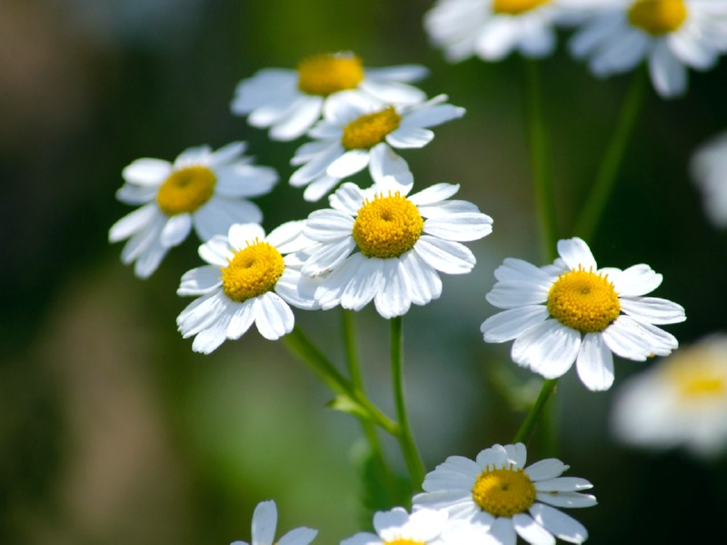 Mutterkraut - Tanacetum parthenium