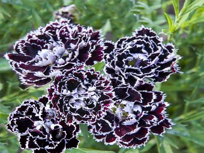 Chineser-Nelke -  Dianthus heddewigii - Black & White