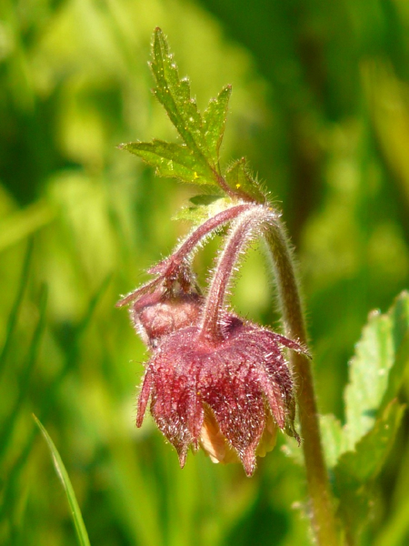 Bachnelkenwurz - Geum rivale